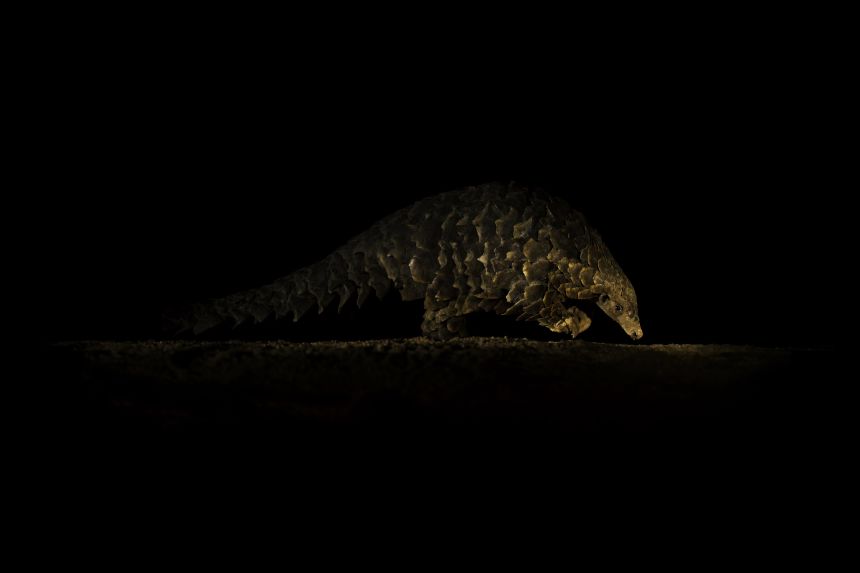 Застрашени Pangolins
