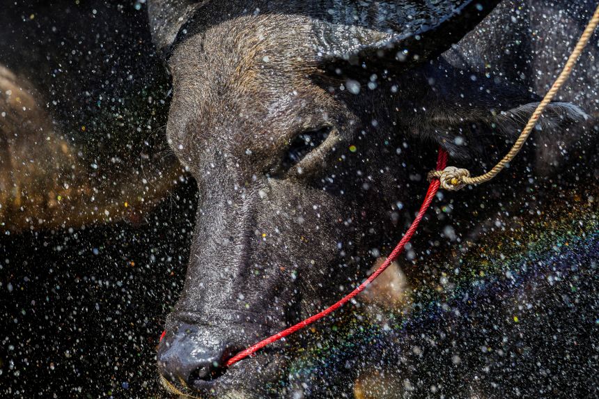 Воденеби Фестивал