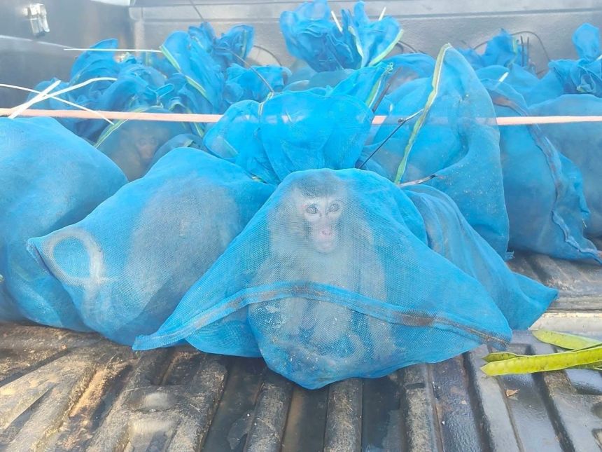 Маймуни и наркотици (Maymuini i narkotici)