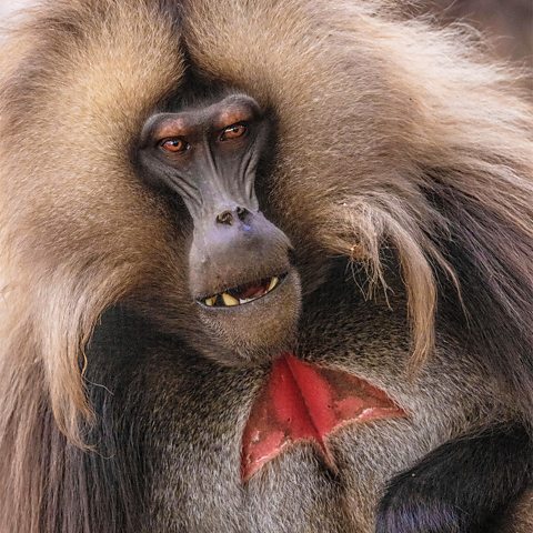 Тирания в Животните