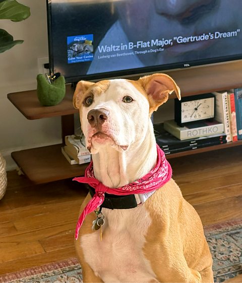 Музика за кучетата