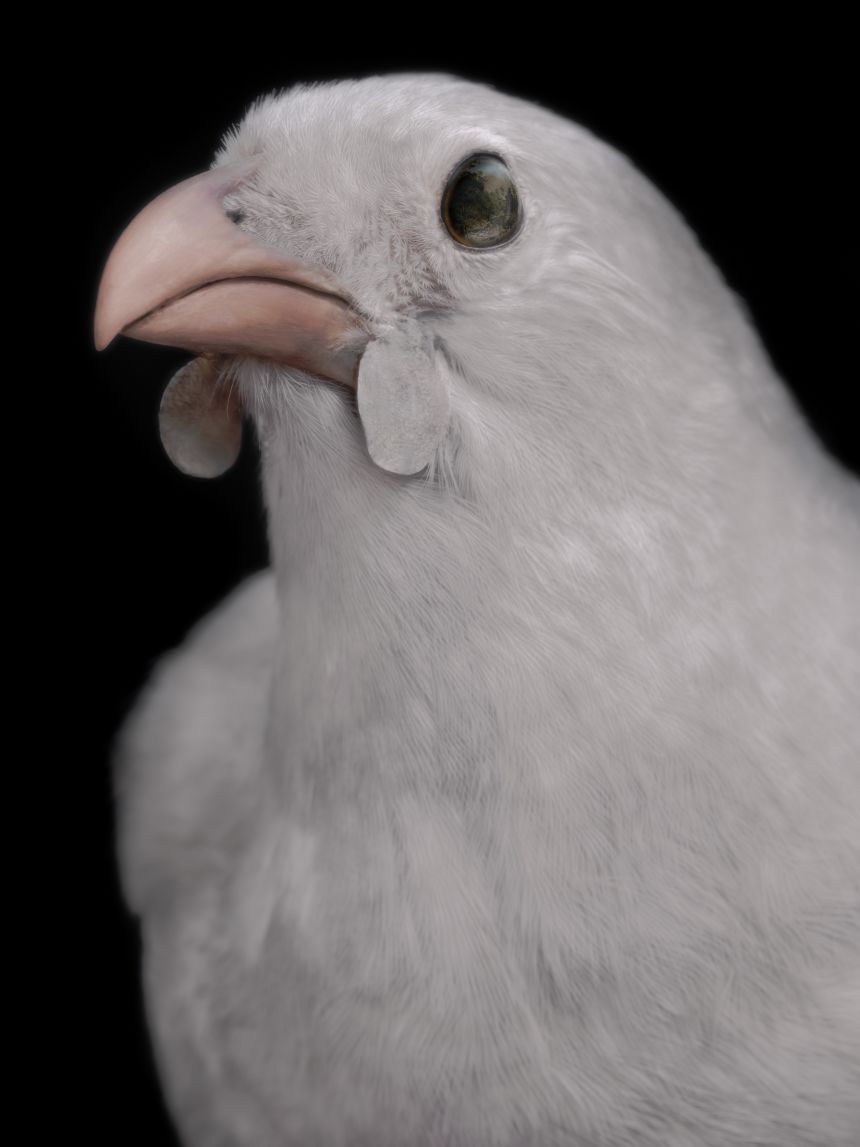 Тaharaki Skyside – BG