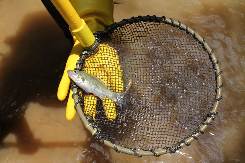 Застрашена риба