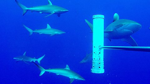 Seamounts and Sharks