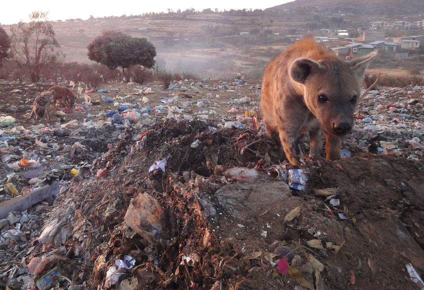 Hyenas & Humans: BG